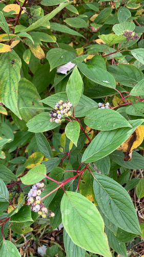 Tatarian dogwood
