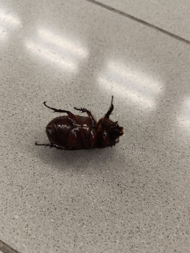 Coconut Rhinoceros Beetle