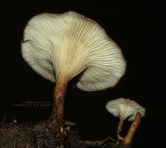 Panus strigellus