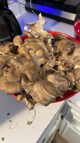 hen of the woods
