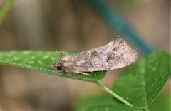 Acrolophus texanella