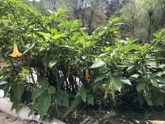 Image of Brugmansia versicolor