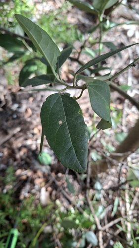 Lagunaria patersonia observed 2026-10-08