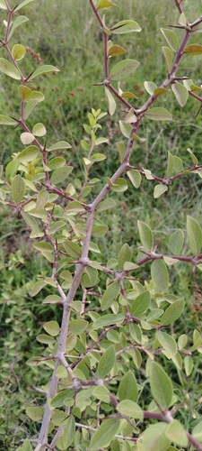 Carissa spinarum observed 2026-10-04