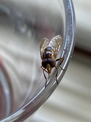 Copestylum chalybescens