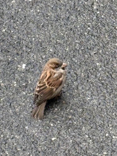 House Sparrow
