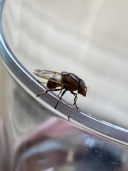 Copestylum chalybescens