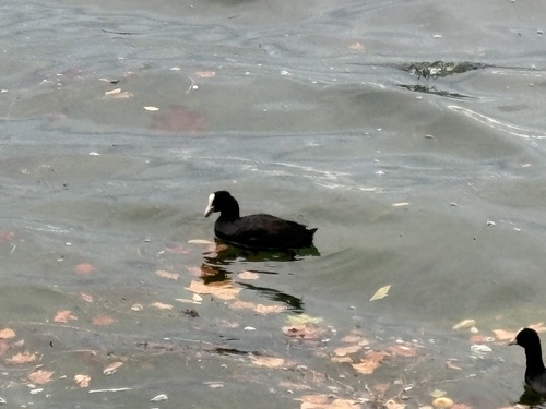 Eurasian Coot
