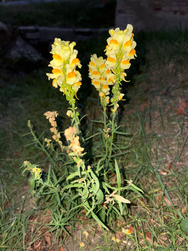 common toadflax