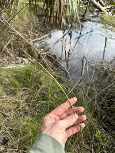 Paspalum monostachyum, 2026-10-08
