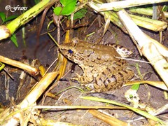 Limnonectes macrodon