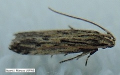 Spinitibia hodgesi