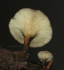 Panus strigellus