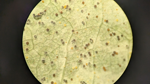 Takamatsuella circinata observed 2026-10-08