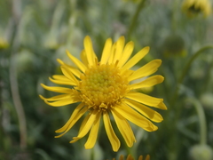 Erigeron linearis