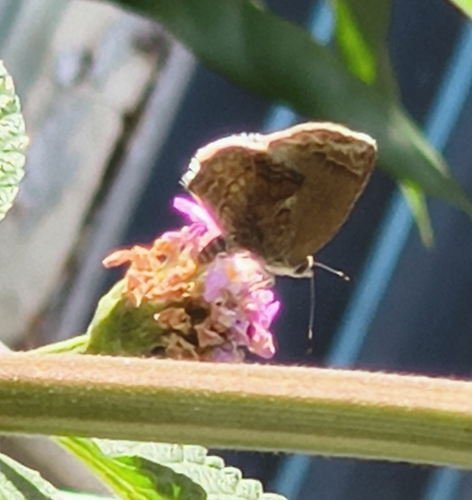 Lantana Scrub-Hairstreak