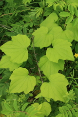 Dioscorea nipponica
