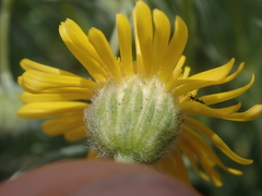 Erigeron linearis