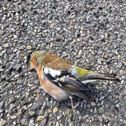 Common Chaffinch