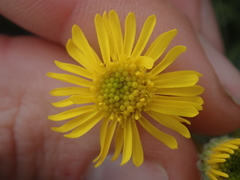 Erigeron linearis