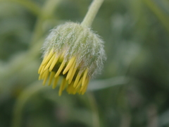 Erigeron linearis