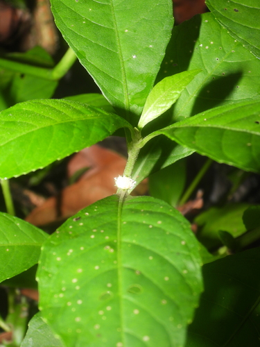 Struchium sparganophorum observed 2026-08-28