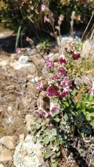 Silene verecunda