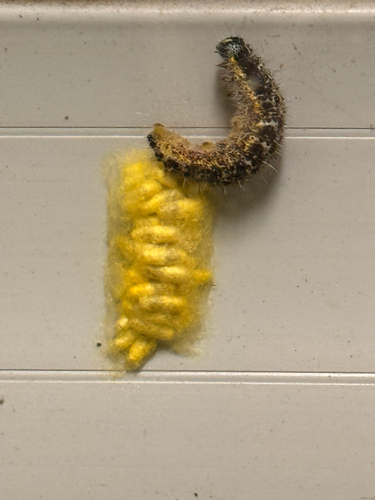 Cotesia glomerata observed 2026-10-08