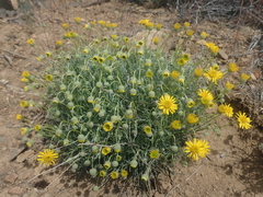 Erigeron linearis