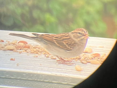 Chipping Sparrow