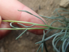 Erigeron linearis