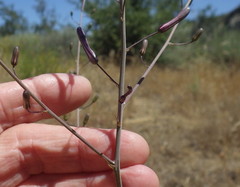 Chlorogalum pomeridianum