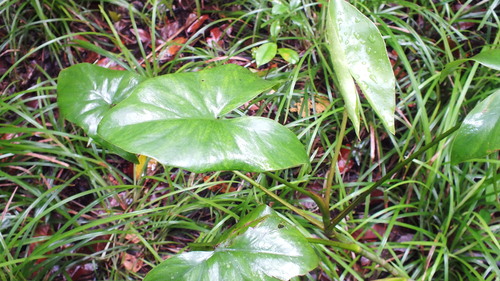 Montrichardia arborescens observed 2026-09-25