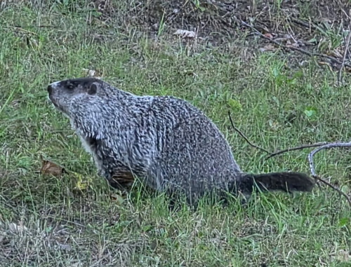 Groundhog