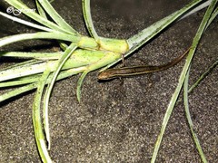 Cryptoblepharus cursor