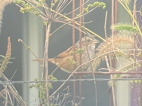 Swamp Sparrow