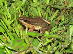 Indosylvirana nicobariensis