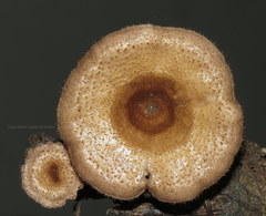 Panus strigellus