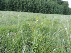 Sisymbrium polymorphum