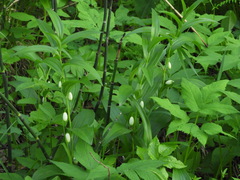 Polygonatum humile
