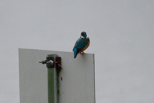 Common Kingfisher
