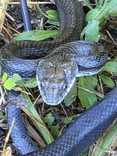 Central Ratsnake