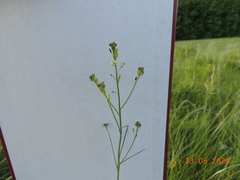 Sisymbrium polymorphum