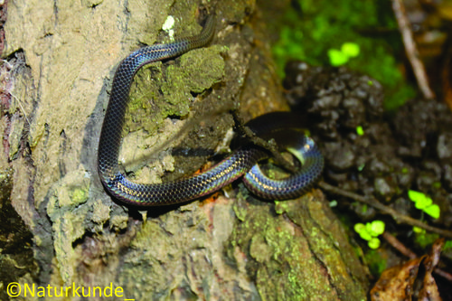 Photo of a Bicoloured Reed Snake (Calamaria bicolor)