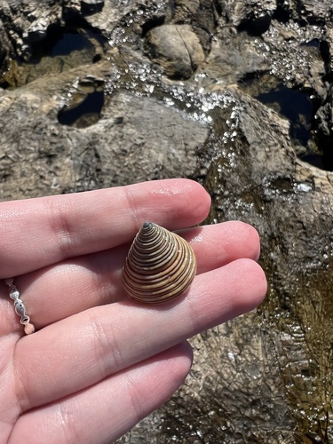 Calliostoma canaliculatum, 2026-10-06