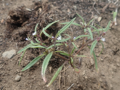 diffuse collomia (Collomia tenella)