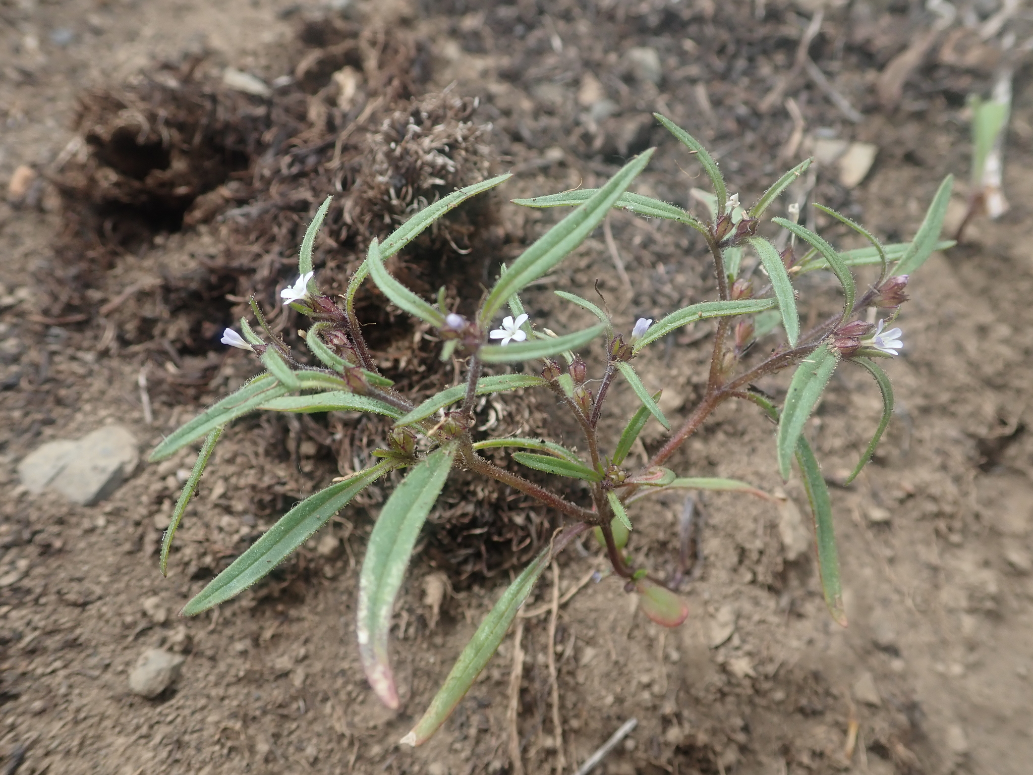 Collomia tenella