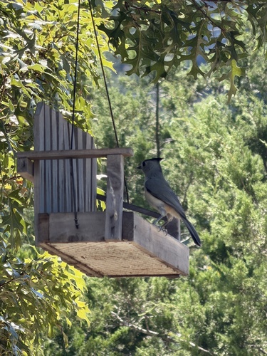 Black-crested Titmouse