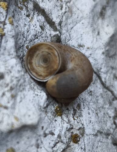 Pomatias rivularis