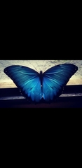 Morpho menelaus